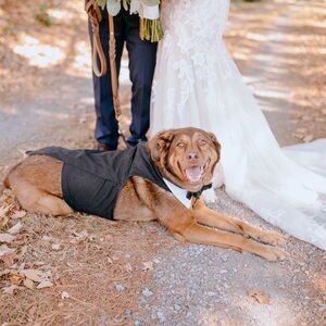 Elegant Black Dog Tuxedo